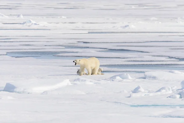 Orso Polare Ursus Maritimus Sul Pack Ghiaccio Nord Spitsberg — Foto Stock