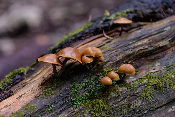 Pilze Wald Nahsicht — Stockfoto