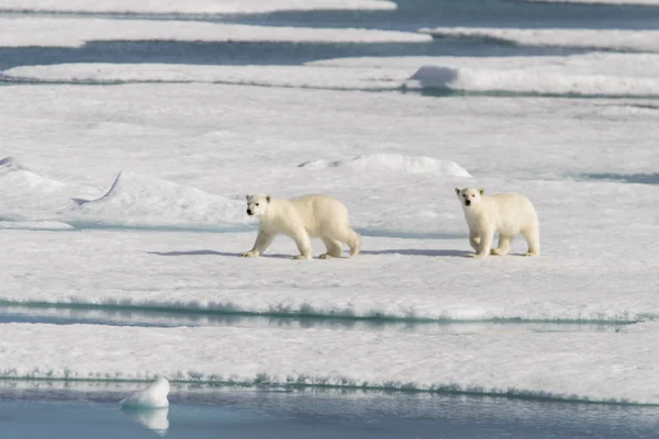 Mãe Urso Polar Ursus Maritimus Filhotes Gêmeos Gelo Pacote Norte — Fotografia de Stock