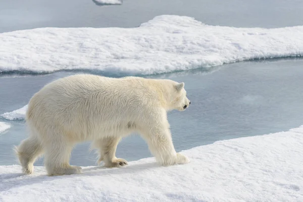 Oso Polar Ursus Maritimus Manada Hielo Norte Spitsberg — Foto de Stock