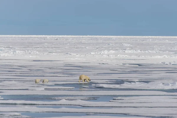 Anya Jegesmedve Ursus Maritimus Twin Kölykök Jégtáblák Svalbard Sarkvidéki Norvégia — Stock Fotó