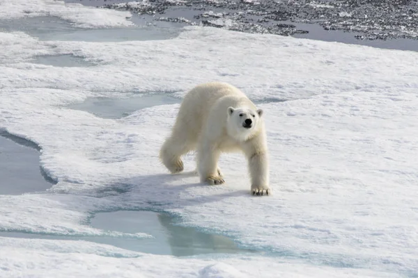 Urso Polar Ursus Maritimus Bloco Gelo Norte Ilha Spitsbergen Svalbard — Fotografia de Stock
