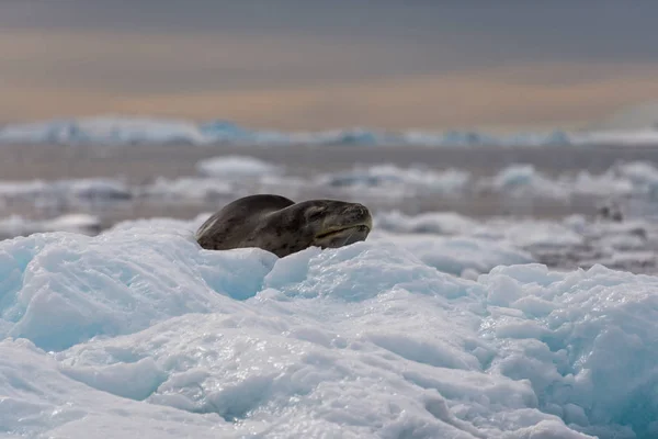 Rey Pingüino Naturaleza — Foto de Stock