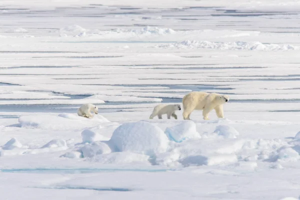 Ours Polaire Mère Ursus Maritimus Petits Jumeaux Sur Banquise Nord — Photo