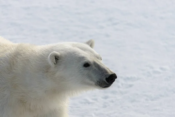 Urso Polar Ursus Maritimus Gelo Pacote Norte Spitsberg — Fotografia de Stock