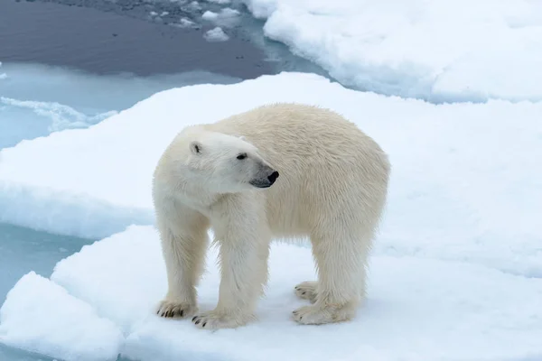 Spitzbergák Északra Jégtáblák Jegesmedve — Stock Fotó