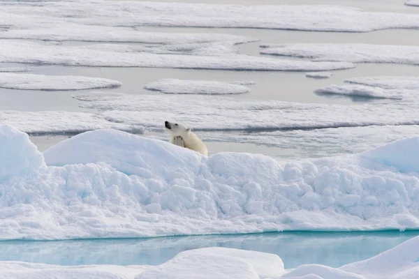 Oso Polar Ursus Maritimus Manada Hielo Norte Spitsberg —  Fotos de Stock