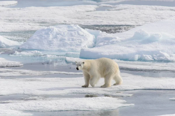 Urso Polar Ursus Maritimus Bloco Gelo Norte Ilha Spitsbergen Svalbard — Fotografia de Stock