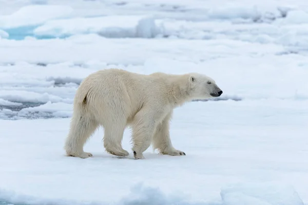 Kutup Ayısı Kuzey Spitsbergen Pack Buzda — Stok fotoğraf