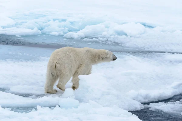 斯匹次卑尔根北部浮冰上的北极熊 — 图库照片