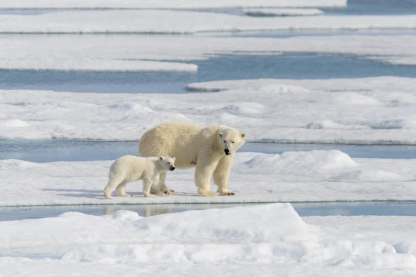 Mãe Urso Polar Ursus Maritimus Filhotes Gêmeos Gelo Pacote Norte — Fotografia de Stock