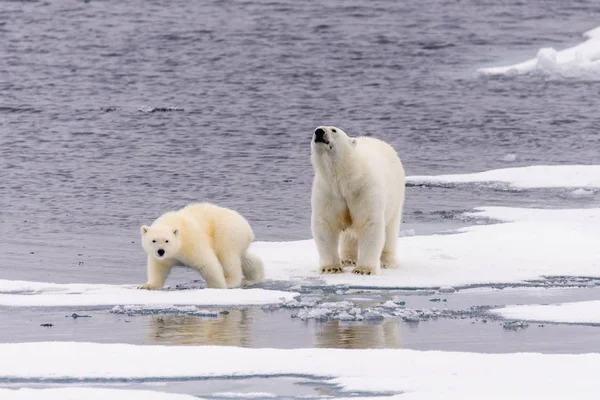 Πολική Αρκούδα Ursus Maritimus Και Cub Στον Πάγο Πακέτο Βόρεια — Φωτογραφία Αρχείου