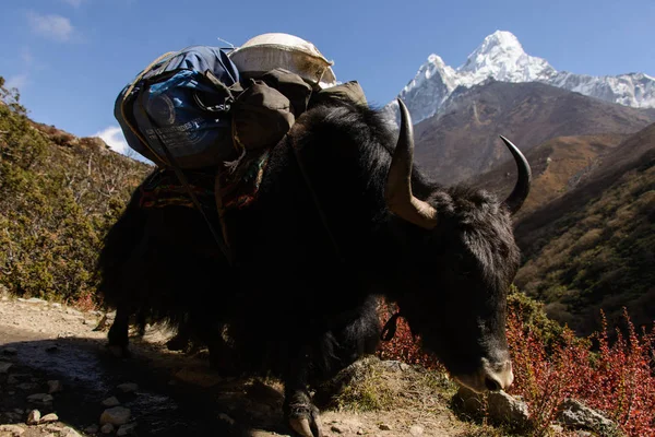 Yak Montagne Népal — Photo