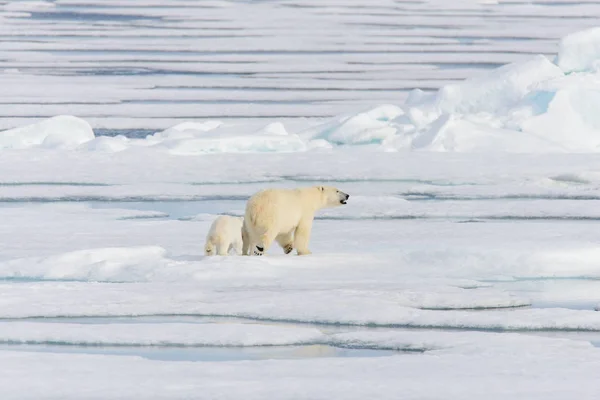 Matka Lední Medvěd Ursus Maritimus Dvojče Mláďata Ledě Pack Severně — Stock fotografie