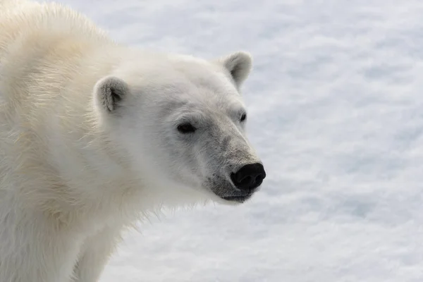 Polar Bear Ursus Maritimus Pack Ice North Spitsberg — Stock Photo, Image