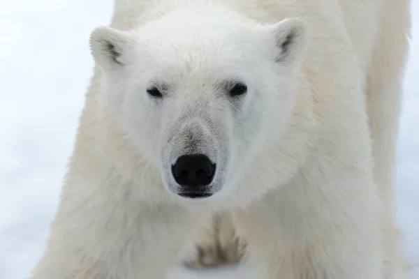 Polar Bear Pack Ice North Spitsbergen — Stock Photo, Image