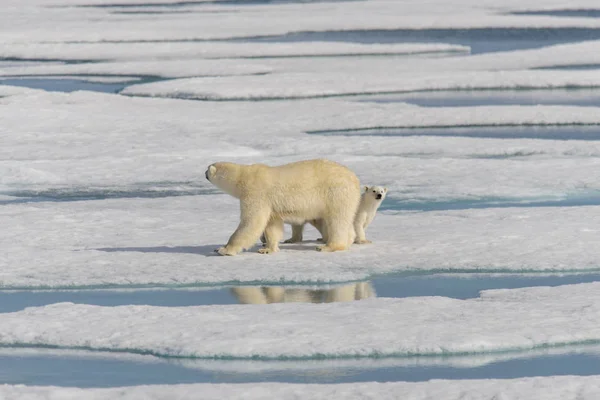 Matka Lední Medvěd Ursus Maritimus Dvojče Mláďata Ledě Pack Severně — Stock fotografie
