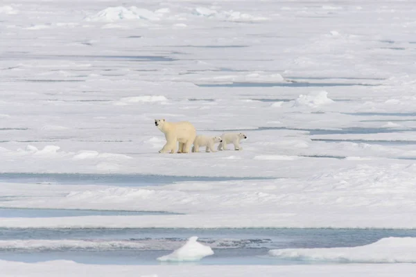 Madre Oso Polar Ursus Maritimus Cachorros Gemelos Paquete Hielo Norte —  Fotos de Stock