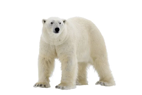 Isbjörn Isolerat Den Vita Bakgrunden — Stockfoto