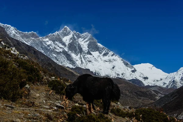 Trekking Nepal Himalaya — Foto de Stock