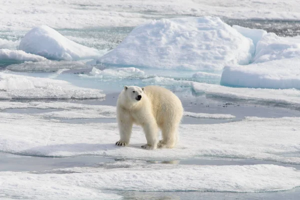 Urso Polar Ursus Maritimus Bloco Gelo Norte Ilha Spitsbergen Svalbard — Fotografia de Stock