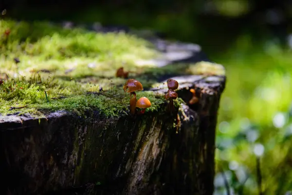 Baumstumpf Mit Moos Und Pilzen — Stockfoto