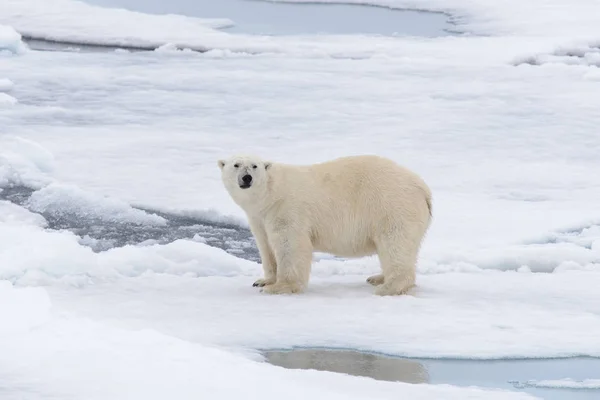 Eisbär Auf Dem Packeis Nördlich Von Spitzbergen — Stockfoto