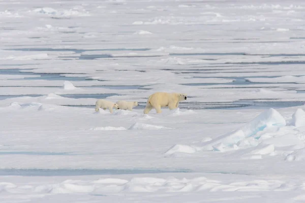 Matka Lední Medvěd Ursus Maritimus Dvojče Mláďata Ledě Pack Severně — Stock fotografie