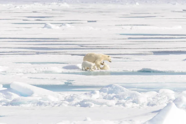 Madre Oso Polar Ursus Maritimus Cachorros Gemelos Paquete Hielo Norte — Foto de Stock