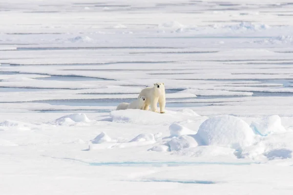 Oso Polar Ursus Maritimus Manada Hielo Norte Spitsberg —  Fotos de Stock