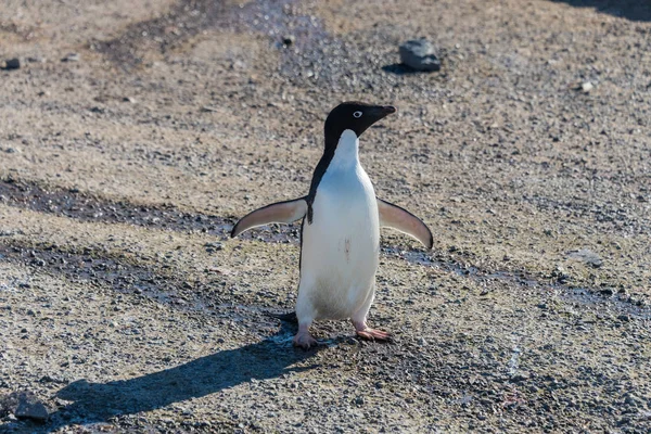 Rey Pingüino Naturaleza — Foto de Stock