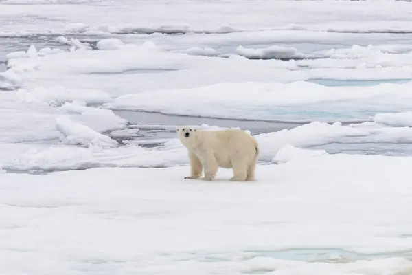 Oso Polar Manada Hielo Norte Spitsbergen — Foto de Stock