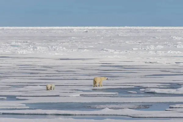 Anya Jegesmedve Ursus Maritimus Twin Kölykök Jégtáblák Svalbard Sarkvidéki Norvégia — Stock Fotó