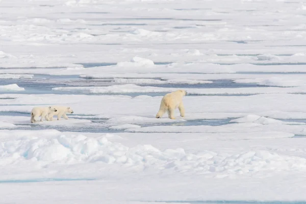 Полярного Ведмедя Матір Урсус Maritimus Близнюки Дитинчат Pack Льоду Північ — стокове фото