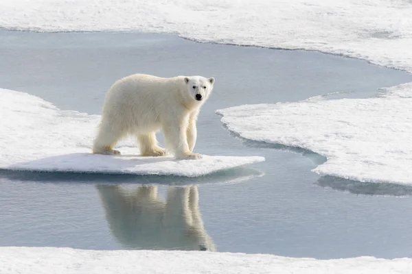 北极熊 Ursus Maritimus 生活在斯匹次卑尔根岛 挪威斯瓦尔巴 斯堪的纳维亚 欧洲北部的冰原上 — 图库照片