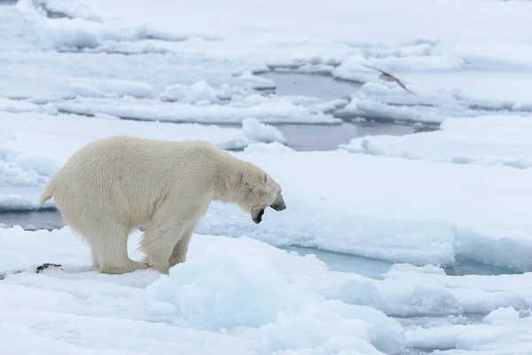 Urso Polar Bolsa Gelo Norte Spitsbergen — Fotografia de Stock