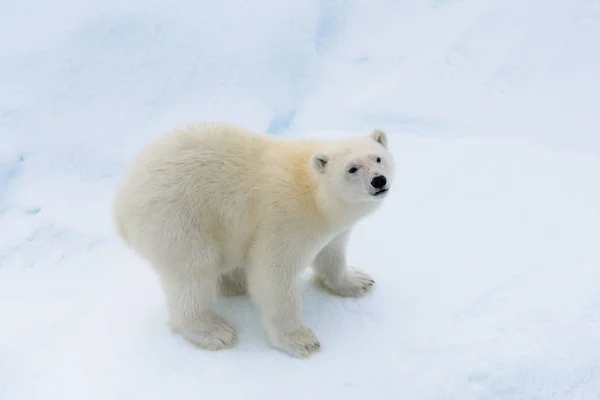 Ijsbeer Ursus Maritimus Cub Het Pakijs Ten Noorden Van Spitsbergen — Stockfoto