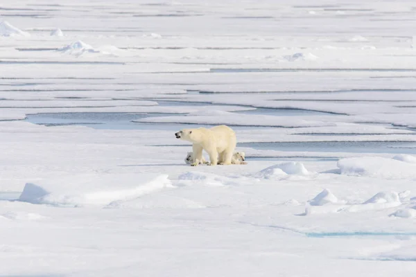 Orso Polare Ursus Maritimus Sul Pack Ghiaccio Nord Spitsberg — Foto Stock