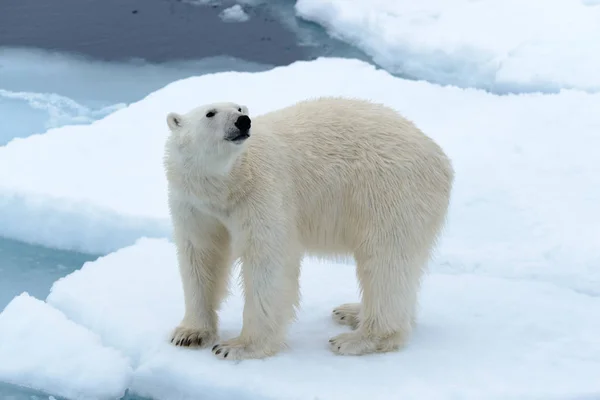 Urso Polar Bolsa Gelo Norte Spitsbergen — Fotografia de Stock