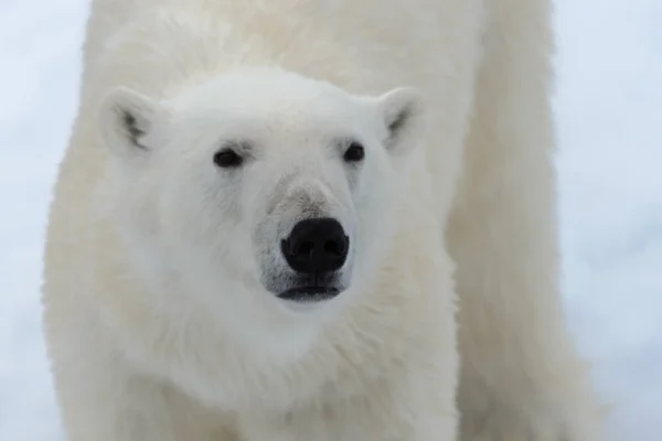 Polar Bear Pack Ice North Spitsbergen — Stock Photo, Image