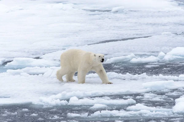 Urso Polar Bolsa Gelo Norte Spitsbergen — Fotografia de Stock