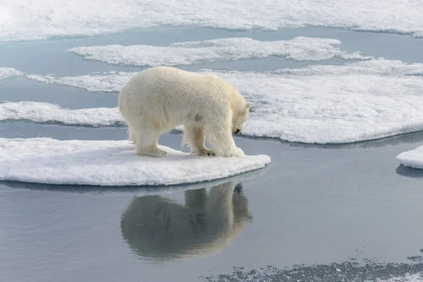 Isbjörn Ursus Maritimus Packisen Norr Spitsbergen Island Svalbard Norge Skandinavien — Stockfoto