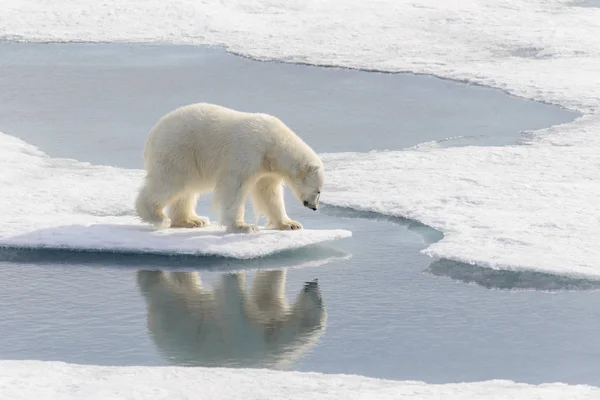 Urso Polar Ursus Maritimus Bloco Gelo Norte Ilha Spitsbergen Svalbard — Fotografia de Stock