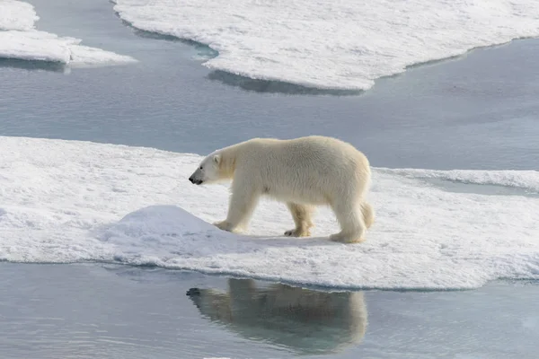 Urso Polar Ursus Maritimus Bloco Gelo Norte Ilha Spitsbergen Svalbard — Fotografia de Stock