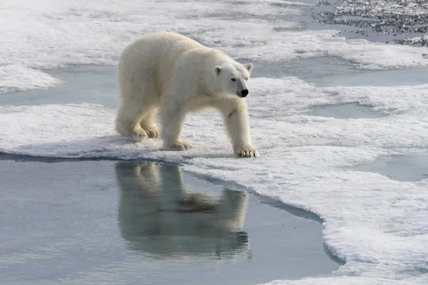 Oso Polar Ursus Maritimus Paquete Hielo Norte Isla Spitsbergen Svalbard — Foto de Stock