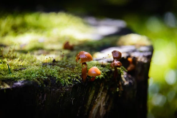 Baumstumpf Mit Moos Und Pilzen — Stockfoto