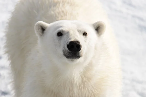 Orso Polare Ursus Maritimus Sul Pack Ghiaccio Nord Spitsberg — Foto Stock