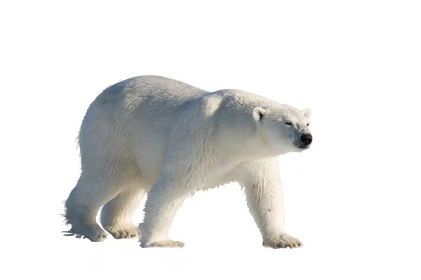 Orso Polare Sul Pack Ghiaccio Nord Spitsbergen — Foto Stock