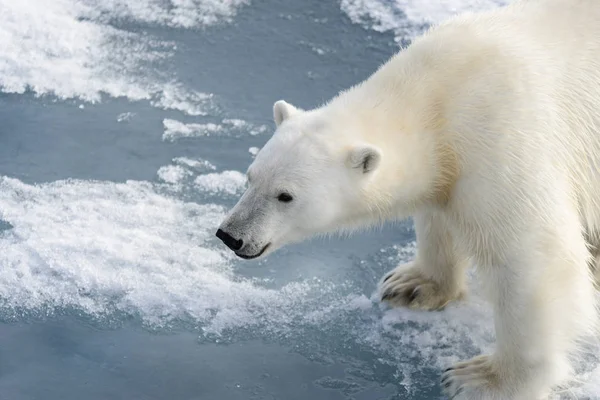 Polar Bear Ursus Maritimus Pack Ice North Spitsberg Stock Photo