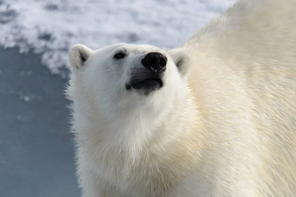 Белый Медведь Ursus Maritimus Паковом Льду Северу Шпицберга Стоковая Картинка
